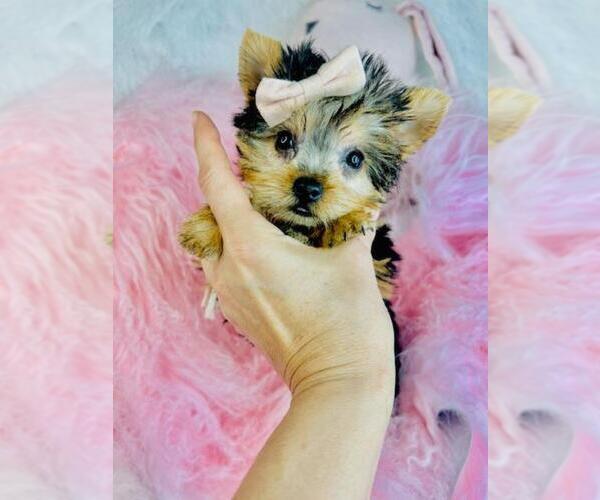 Medium Photo #13 Yorkshire Terrier Puppy For Sale in MIAMI, FL, USA