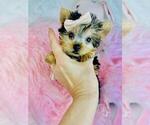Small #12 Yorkshire Terrier