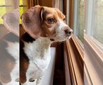 Small Photo #5 Beagle Puppy For Sale in Crystal , MN, USA