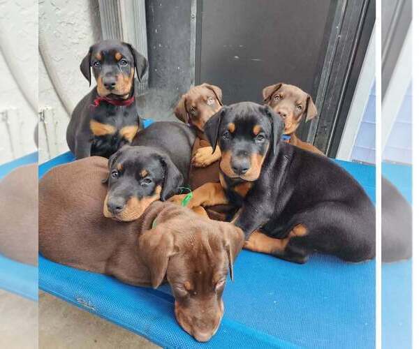 Medium Photo #5 Doberman Pinscher Puppy For Sale in FORT LAUDERDALE, FL, USA