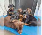 Small Photo #62 Doberman Pinscher Puppy For Sale in FORT LAUDERDALE, FL, USA