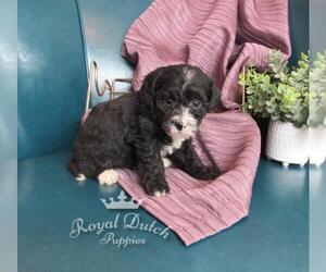 Poochon Puppy for sale in LE MARS, IA, USA