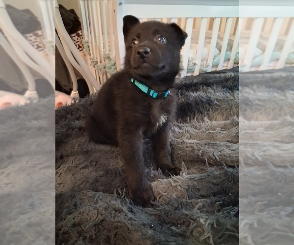 Medium Photo #6 German Shepherd Dog Puppy For Sale in MIDDLETOWN, CT, USA