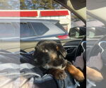 Small #2 German Shepherd Dog