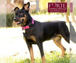 Small Photo #6 German Pinscher Puppy For Sale in Marina del Rey, CA, USA