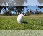 Small Photo #5 Pomeranian Puppy For Sale in FULLERTON, CA, USA
