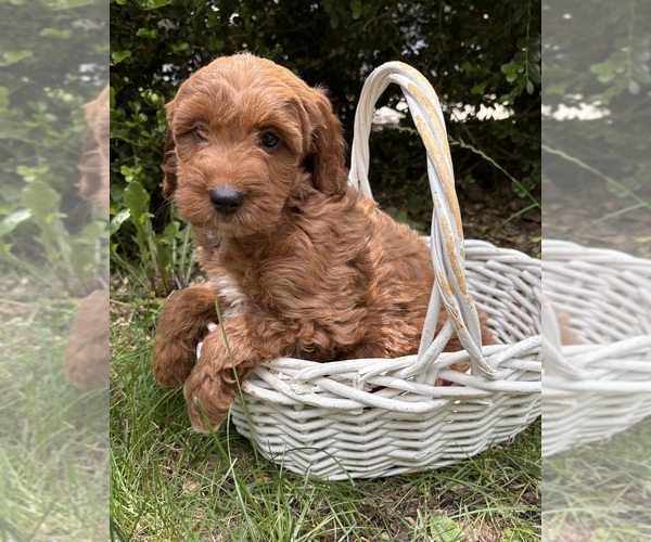 Medium Photo #4 Goldendoodle (Miniature) Puppy For Sale in MIDDLEBURY, IN, USA