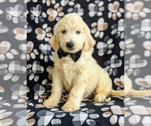 Goldendoodle Puppy for sale in CHRISTIANA, PA, USA
