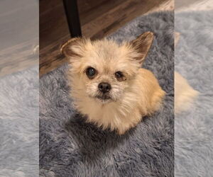 ShiChi Dogs for adoption in The Woodlands, TX, USA