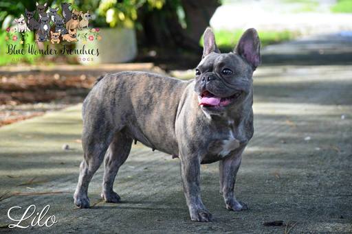 Medium Photo #1 French Bulldog Puppy For Sale in LOXAHATCHEE, FL, USA
