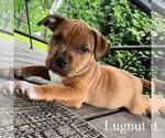 Small Photo #6 American Bully Puppy For Sale in RICHMOND, IN, USA