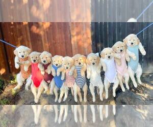 Golden Retriever Puppy for sale in SACRAMENTO, CA, USA