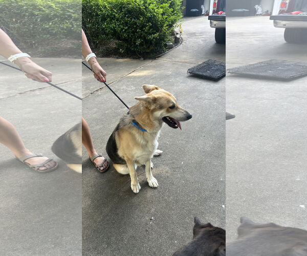 Medium Photo #3 Mutt Puppy For Sale in Ball Ground, GA, USA