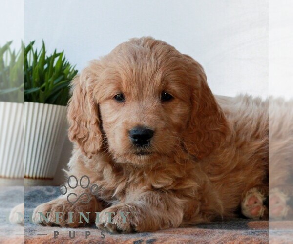 Medium Photo #4 Goldendoodle (Miniature) Puppy For Sale in LITITZ, PA, USA