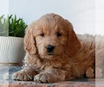 Small #3 Goldendoodle (Miniature)