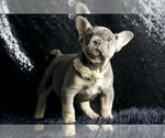 Small #3 French Bulldog