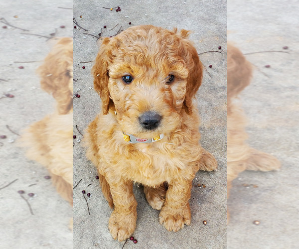 Medium Photo #3 Goldendoodle Puppy For Sale in MADILL, OK, USA