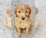 Small Photo #3 Goldendoodle Puppy For Sale in MADILL, OK, USA