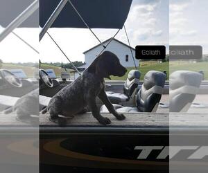 German Shorthaired Pointer Puppy for sale in RAGERSVILLE, OH, USA