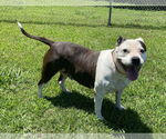 Small #8 American Pit Bull Terrier