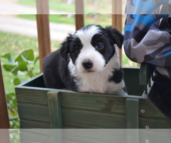 Medium Photo #4 Border Collie Puppy For Sale in GREENWOOD, WI, USA