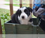 Small #3 Border Collie
