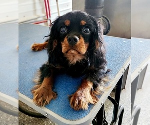 Cavalier King Charles Spaniel Puppy for sale in CARLISLE, KY, USA