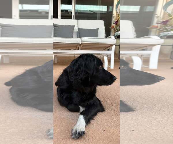 Medium Photo #3 Border Collie-Unknown Mix Puppy For Sale in Cave Creek, AZ, USA