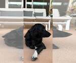 Small #2 Border Collie Mix