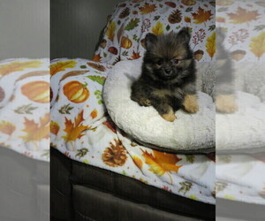 Pomeranian Puppy for sale in COOKEVILLE, TN, USA