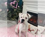 Small Photo #1 Boxer Puppy For Sale in Stanwood, WA, USA