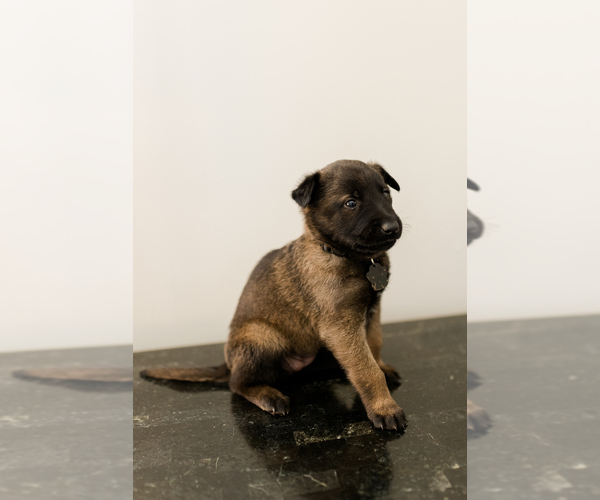 Medium Photo #19 Belgian Malinois Puppy For Sale in LYNCHBURG, VA, USA