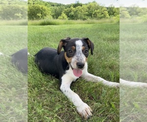 Texas Heeler Puppy for Sale in HILLSBORO, Wisconsin USA