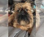 Small #1 Brussels Griffon