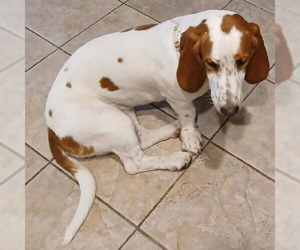 Medium Photo #5 Basset Hound Puppy For Sale in Deepwater, NJ, USA