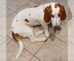 Small #4 Basset Hound
