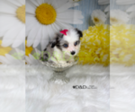 Small Photo #9 Aussiedoodle Miniature  Puppy For Sale in RIPLEY, MS, USA