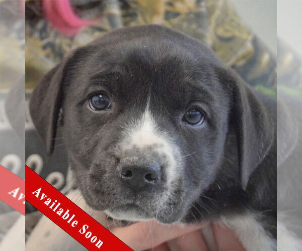 Medium Photo #1 American Bulldog-Unknown Mix Puppy For Sale in Huntley, IL, USA