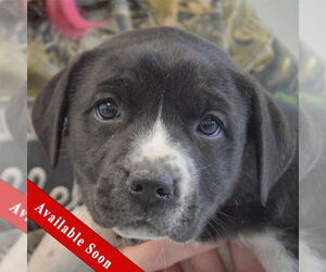 American Bulldog-Unknown Mix Dogs for adoption in Huntley, IL, USA