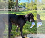 Small #3 Great Dane-Labrador Retriever Mix