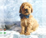 Small Photo #6 Goldendoodle Puppy For Sale in PAULINE, SC, USA