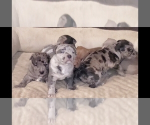 American Bully Puppy for sale in WEST MILTON, OH, USA