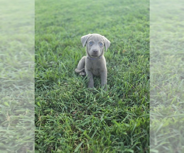 Medium Photo #1 Labrador Retriever Puppy For Sale in CONNELLYS SPRINGS, NC, USA