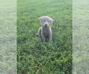 Labrador Retriever Puppy for sale in CONNELLYS SPRINGS, NC, USA