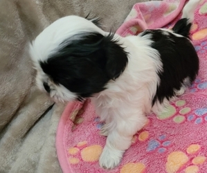 Shih Tzu Puppy for sale in UNIVERSITY CITY, MO, USA