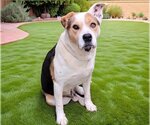 Small Photo #2 Labrador Retriever-Unknown Mix Puppy For Sale in Downey, CA, USA