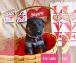 Small Photo #2 German Shepherd Dog Puppy For Sale in COWGILL, MO, USA