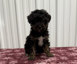 Poodle (Miniature) Puppy for sale in CURTISS, WI, USA