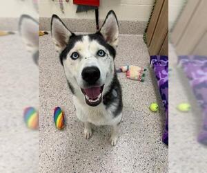 Siberian Husky Dogs for adoption in Brighton, CO, USA