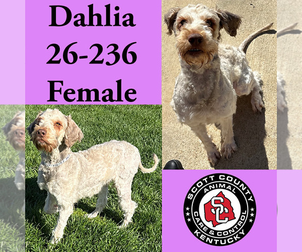 Medium Photo #1 Poodle (Standard)-Unknown Mix Puppy For Sale in Georgetown, KY, USA